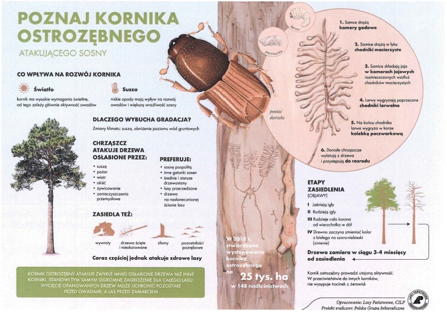 UWAGA WŁAŚCICIELE LASÓW! ZAGROŻENIE – KORNIK OSTROZĘBNY