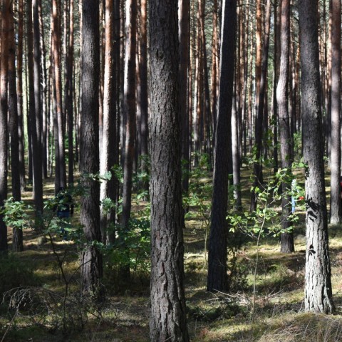 Powiększ obraz: 
