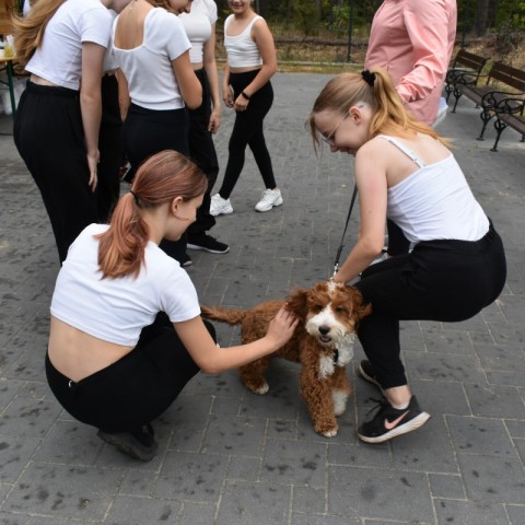 Powiększ obraz: 