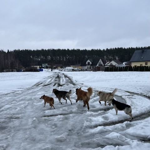 Powiększ obraz: 