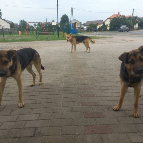 Powiększ obraz: 